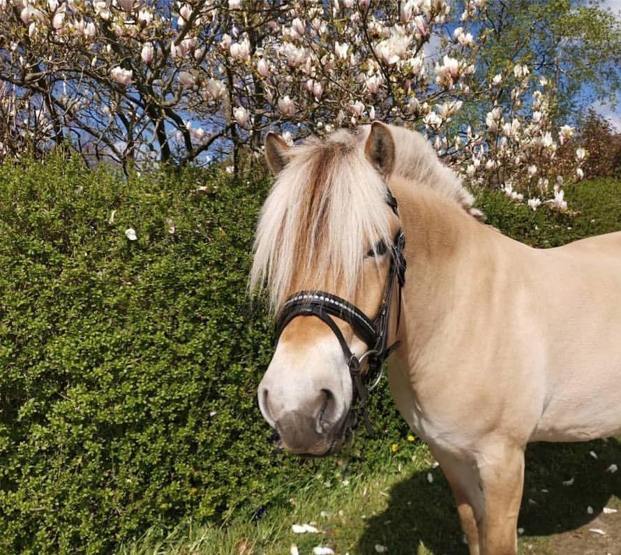 Fjordhest Oblings Frida billede 1