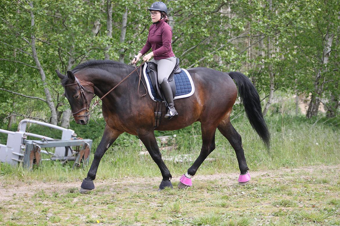 Anden særlig race Nyskovens silas af skovsøgård billede 4