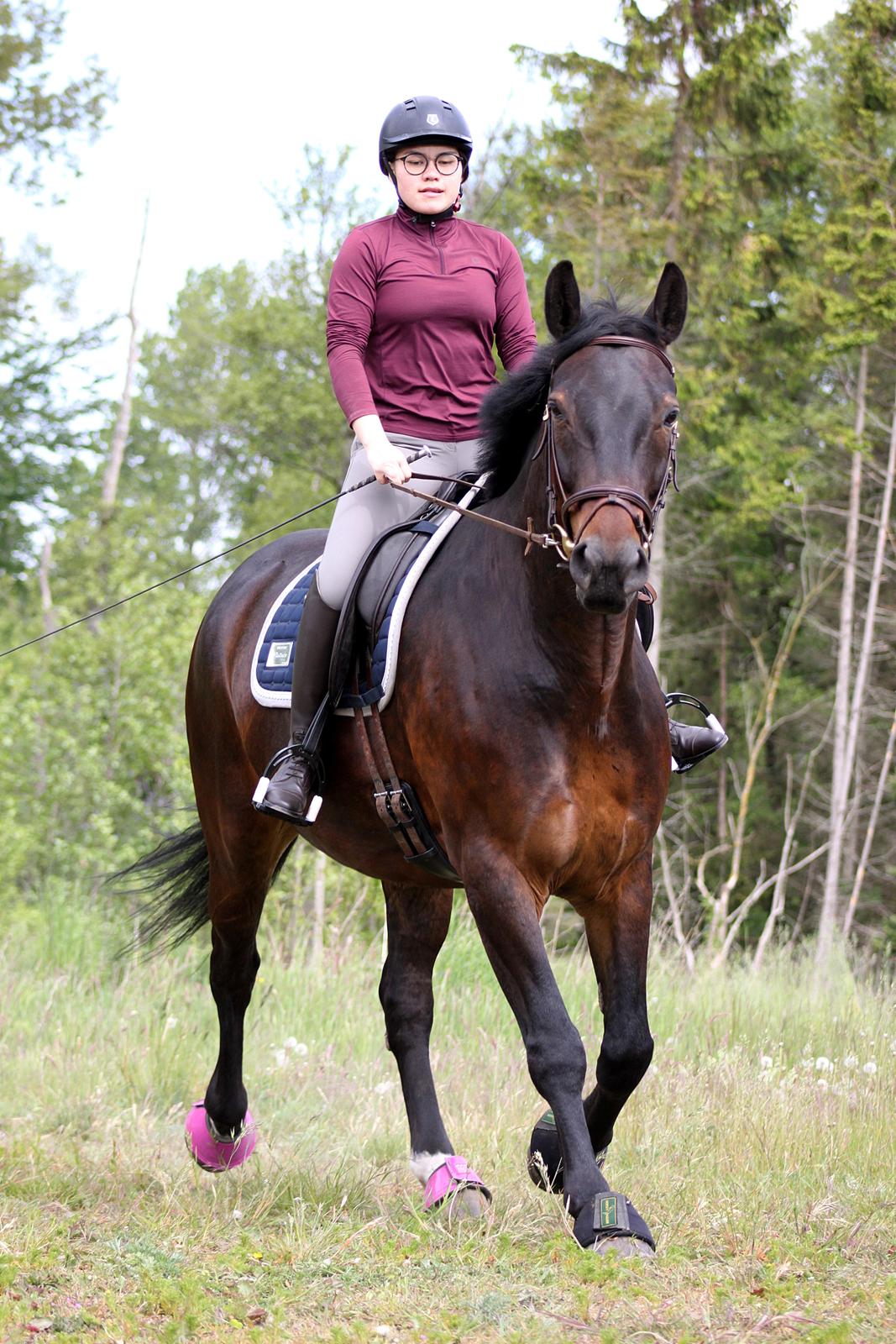 Anden særlig race Nyskovens silas af skovsøgård billede 14