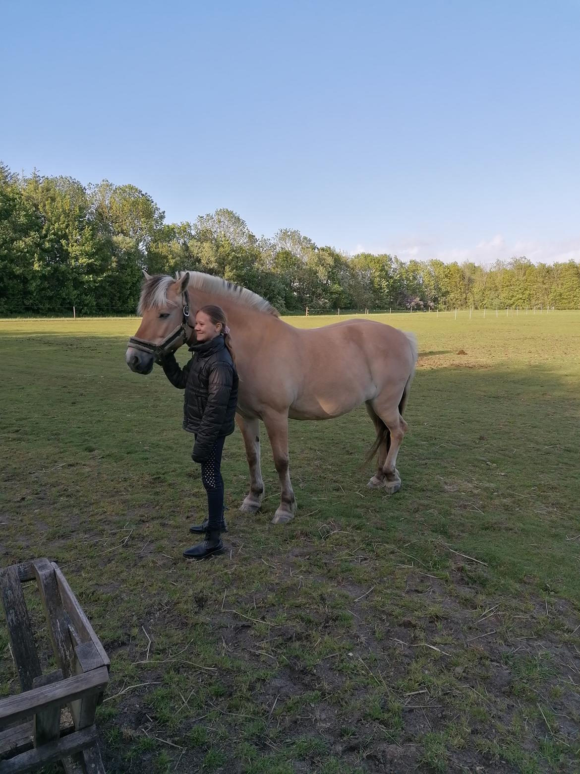 Fjordhest Sussi billede 11