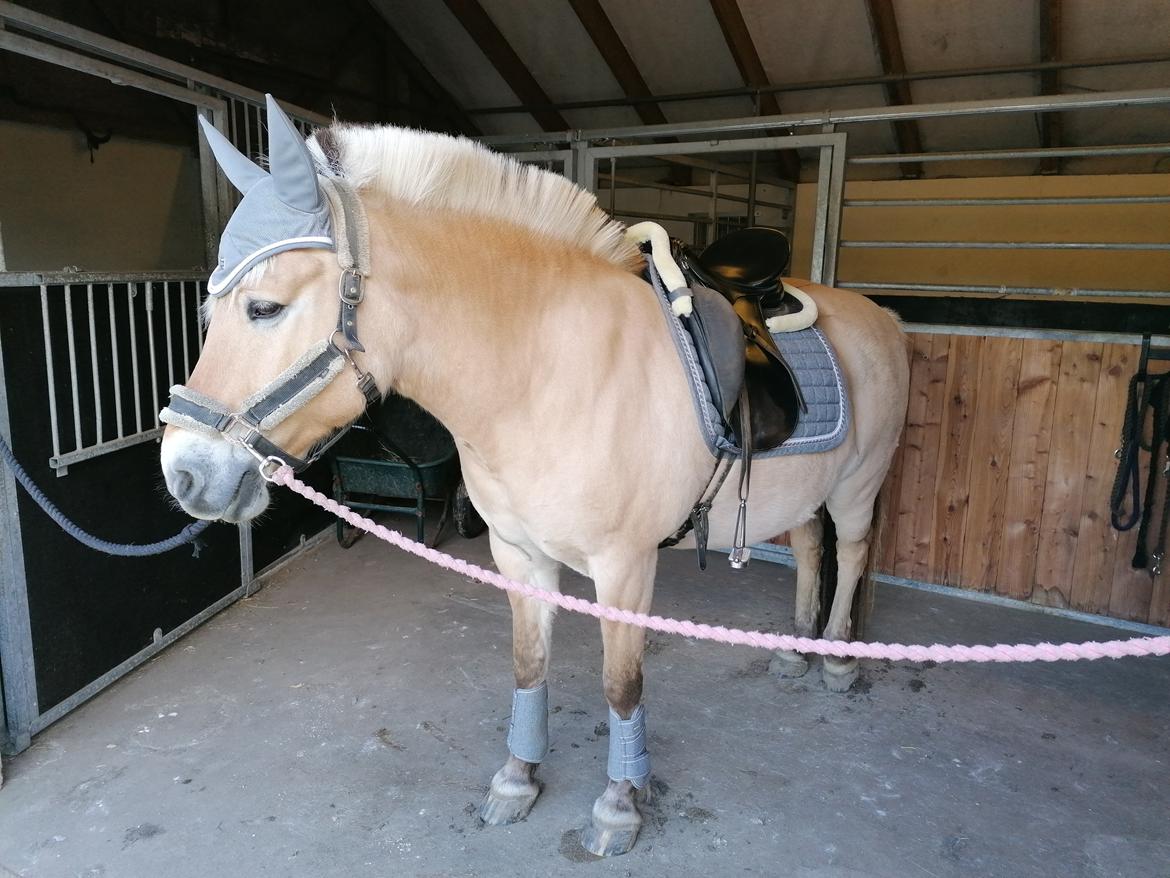 Fjordhest Sussi billede 14