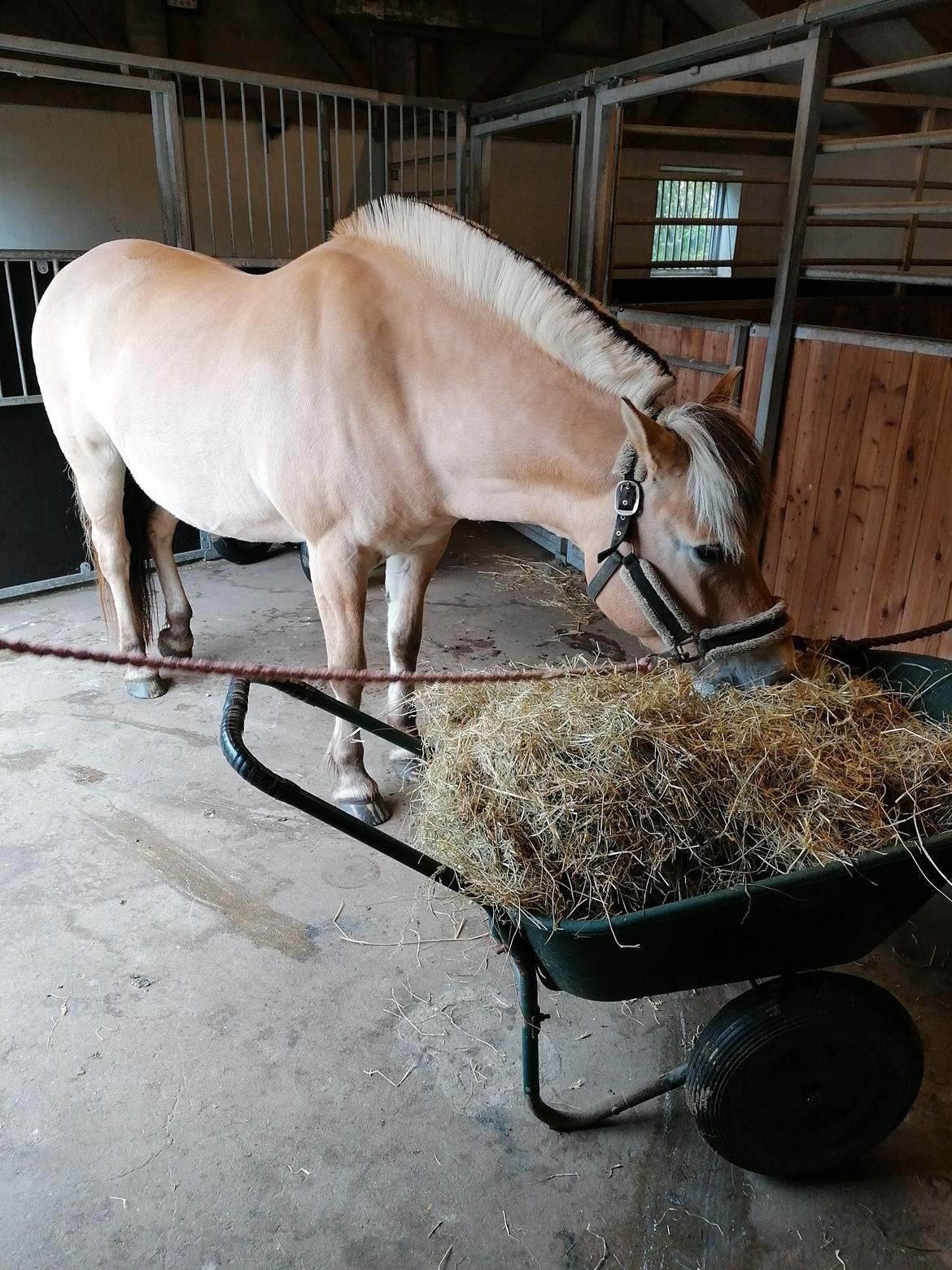 Fjordhest Sussi billede 13