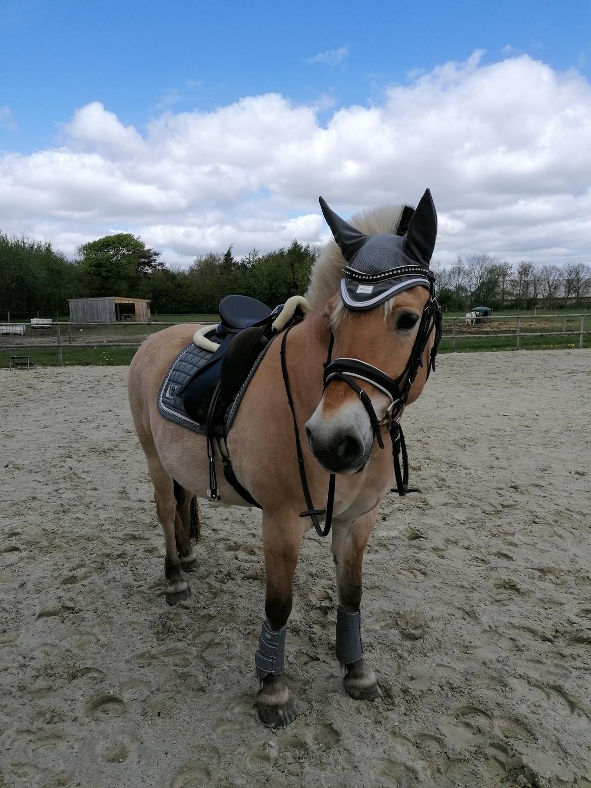 Fjordhest Sussi billede 15