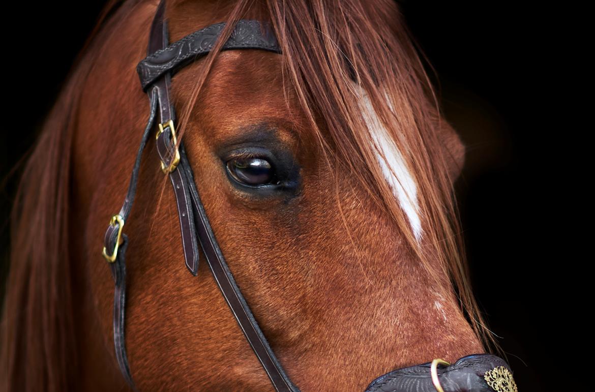 Arabisk fuldblod (OX) Aarupgårds Amina bint charm ox billede 1