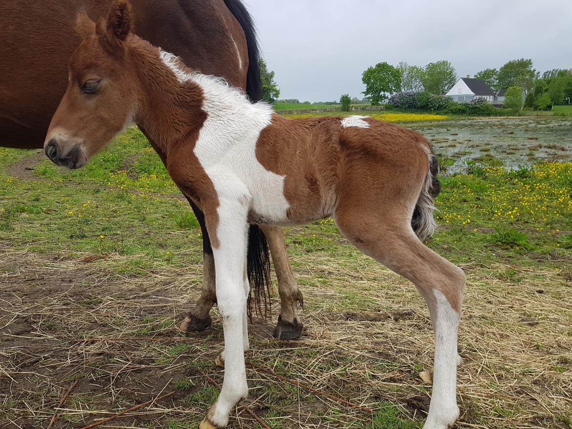 Welsh Partbred (Sec F) Team Babs's zorro billede 2