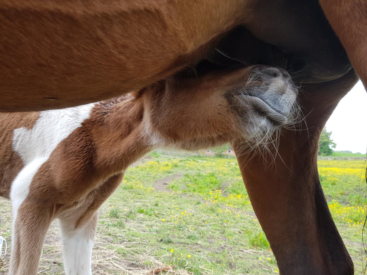 Welsh Partbred (Sec F) Team Babs's zorro billede 3