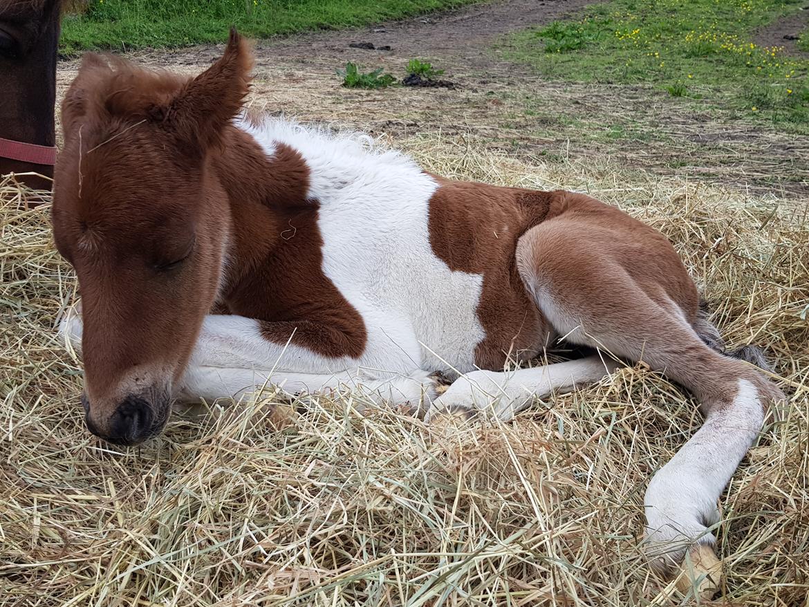 Welsh Partbred (Sec F) Team Babs's zorro billede 4