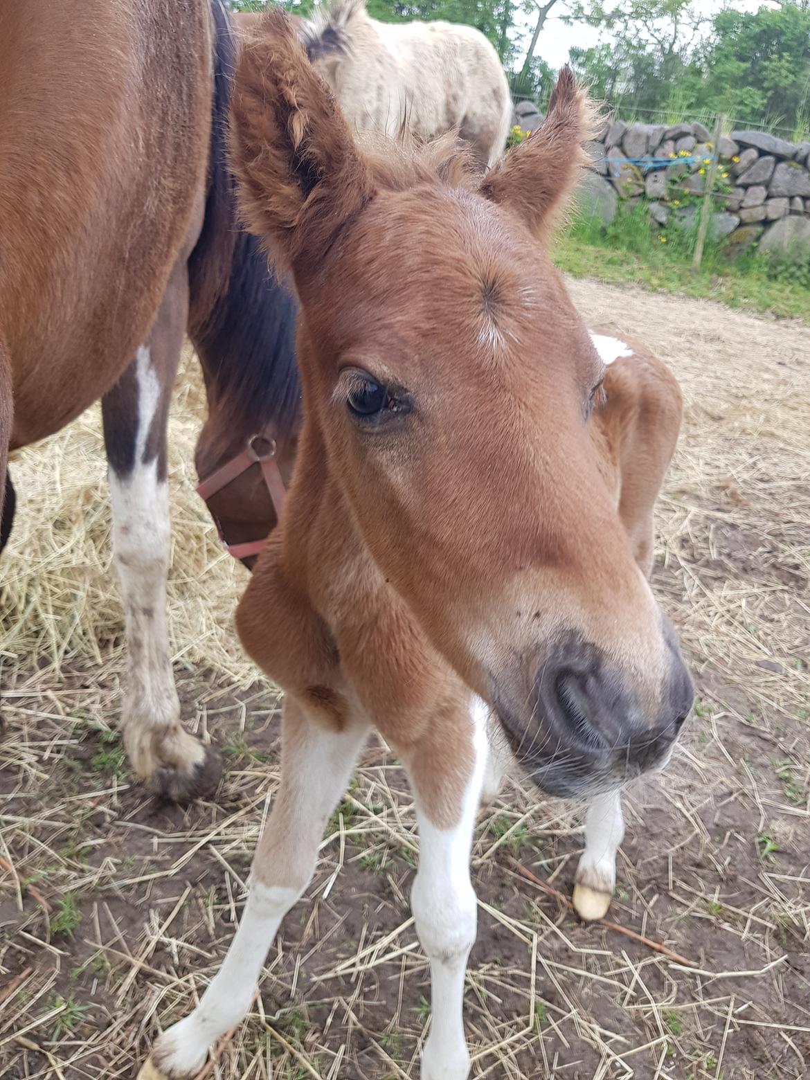 Welsh Partbred (Sec F) Team Babs's zorro billede 6