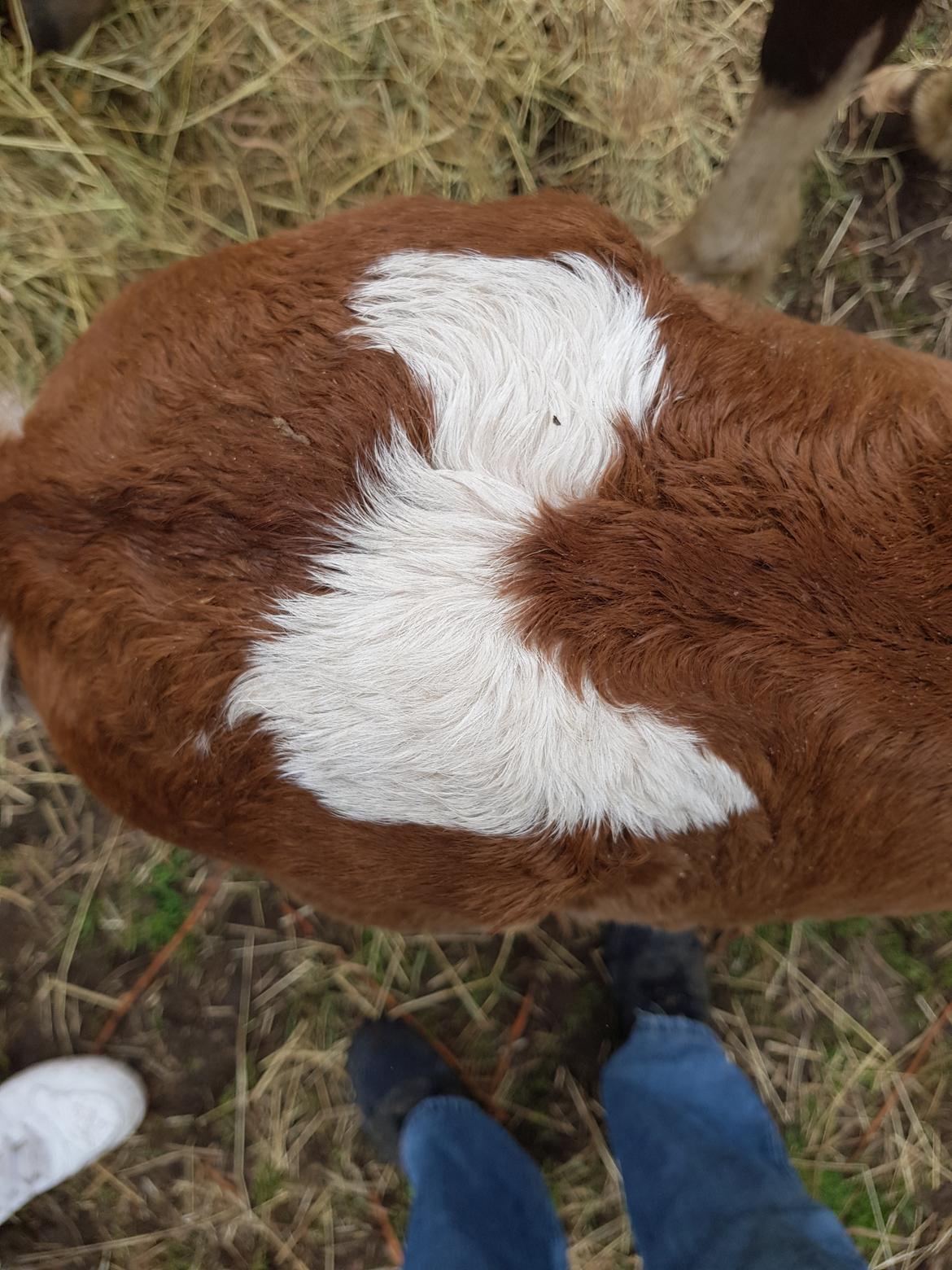 Welsh Partbred (Sec F) Team Babs's zorro billede 5