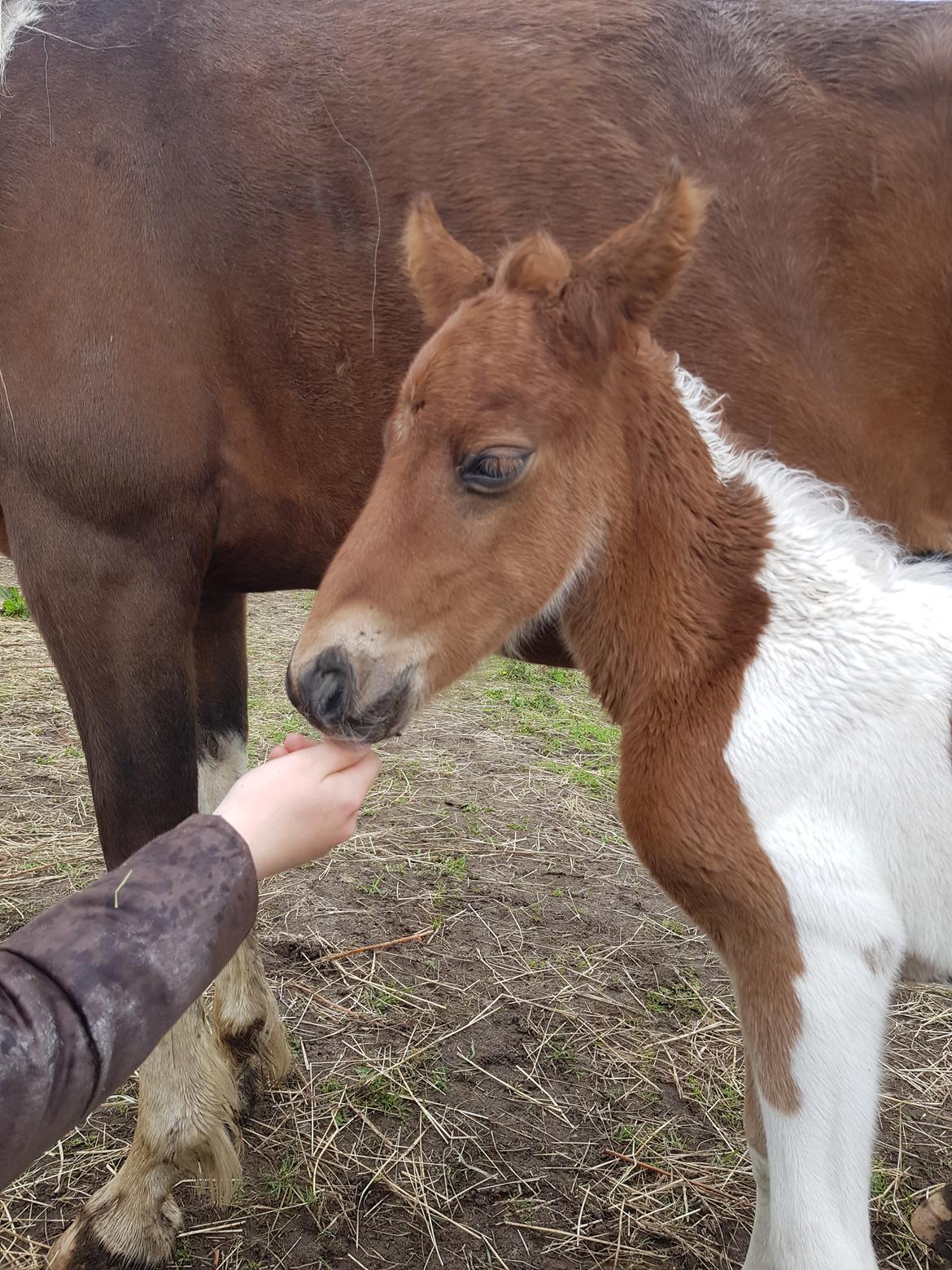 Welsh Partbred (Sec F) Team Babs's zorro billede 7
