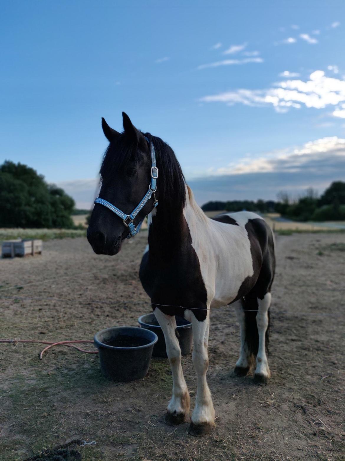 Barockpinto Jaques  billede 1