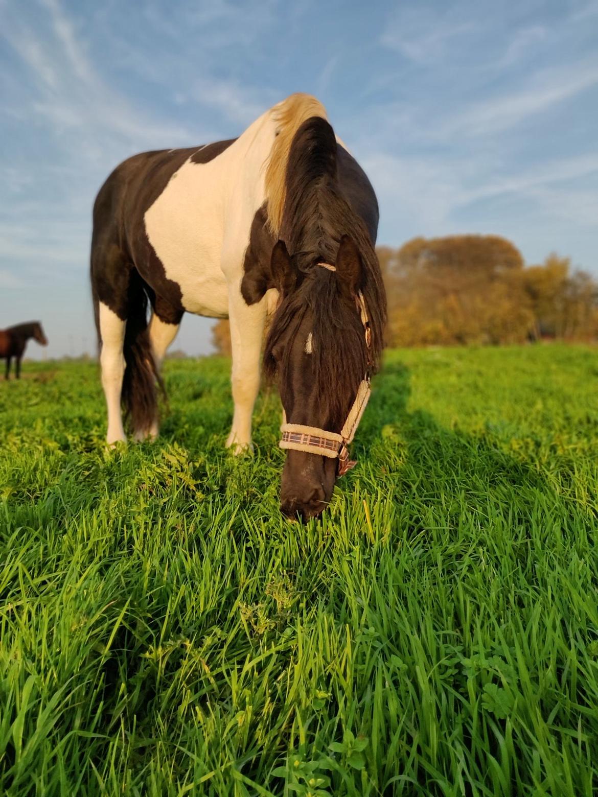 Barockpinto Jaques  billede 2