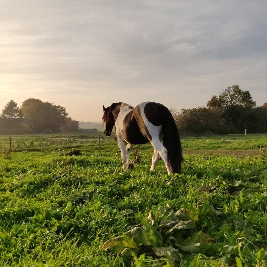 Barockpinto Jaques  billede 3