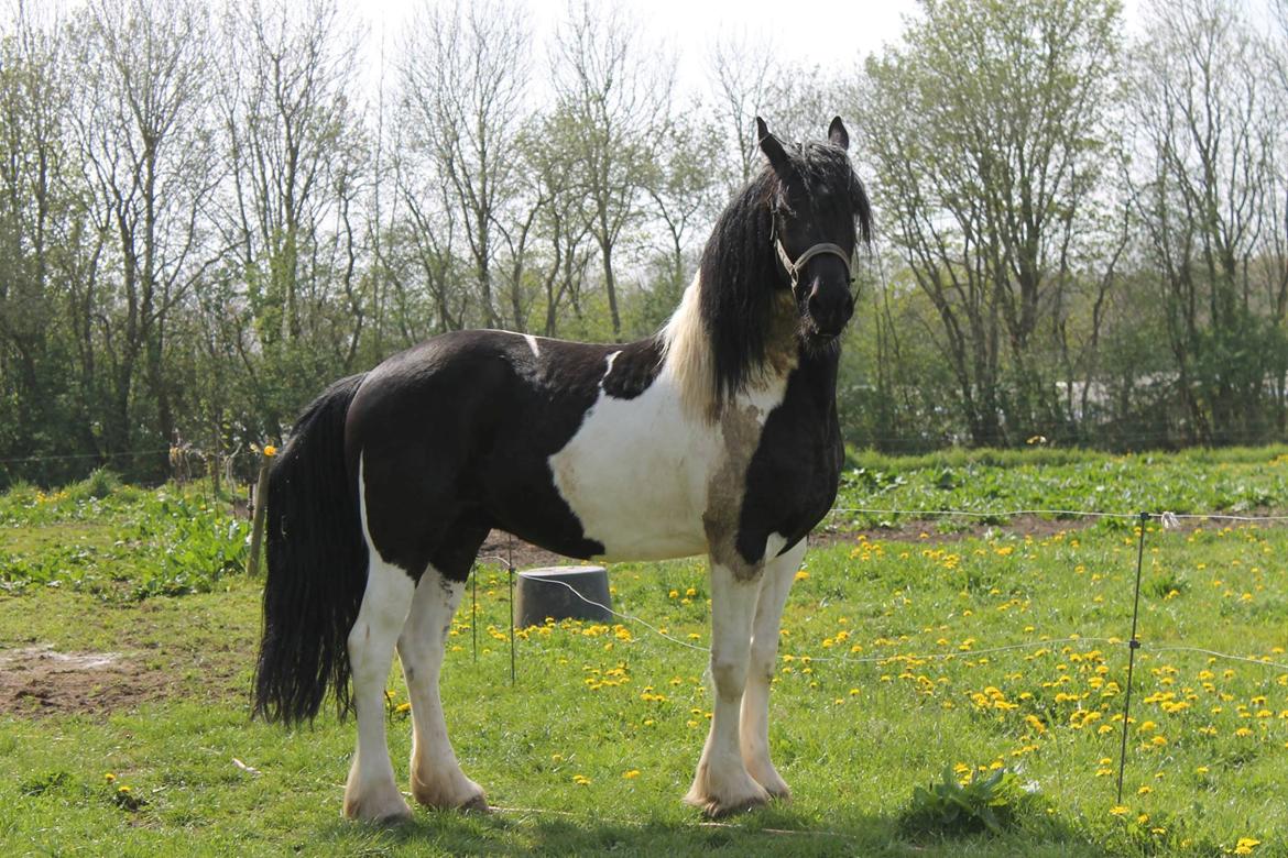 Barockpinto Jaques  billede 4