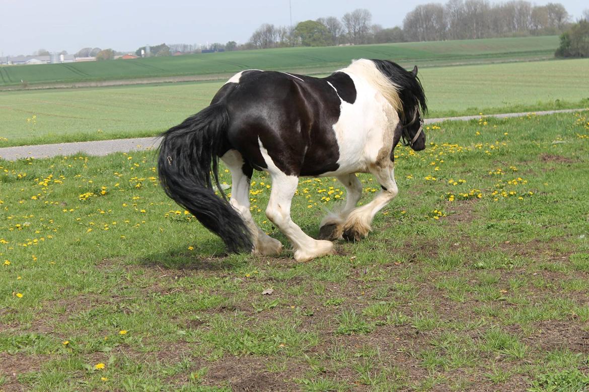 Barockpinto Jaques  billede 5