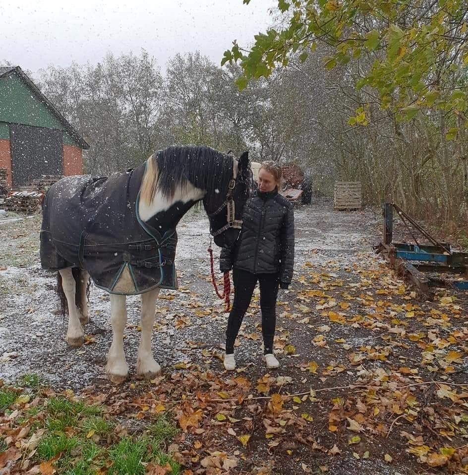 Barockpinto Jaques  billede 6