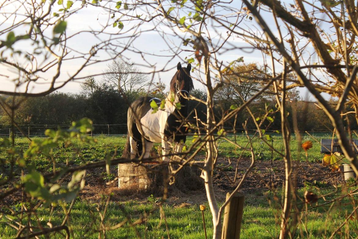 Barockpinto Jaques  billede 7