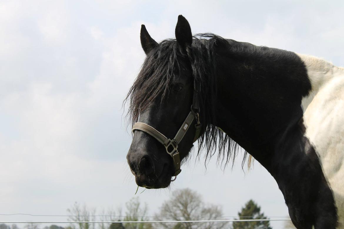 Barockpinto Jaques  billede 8