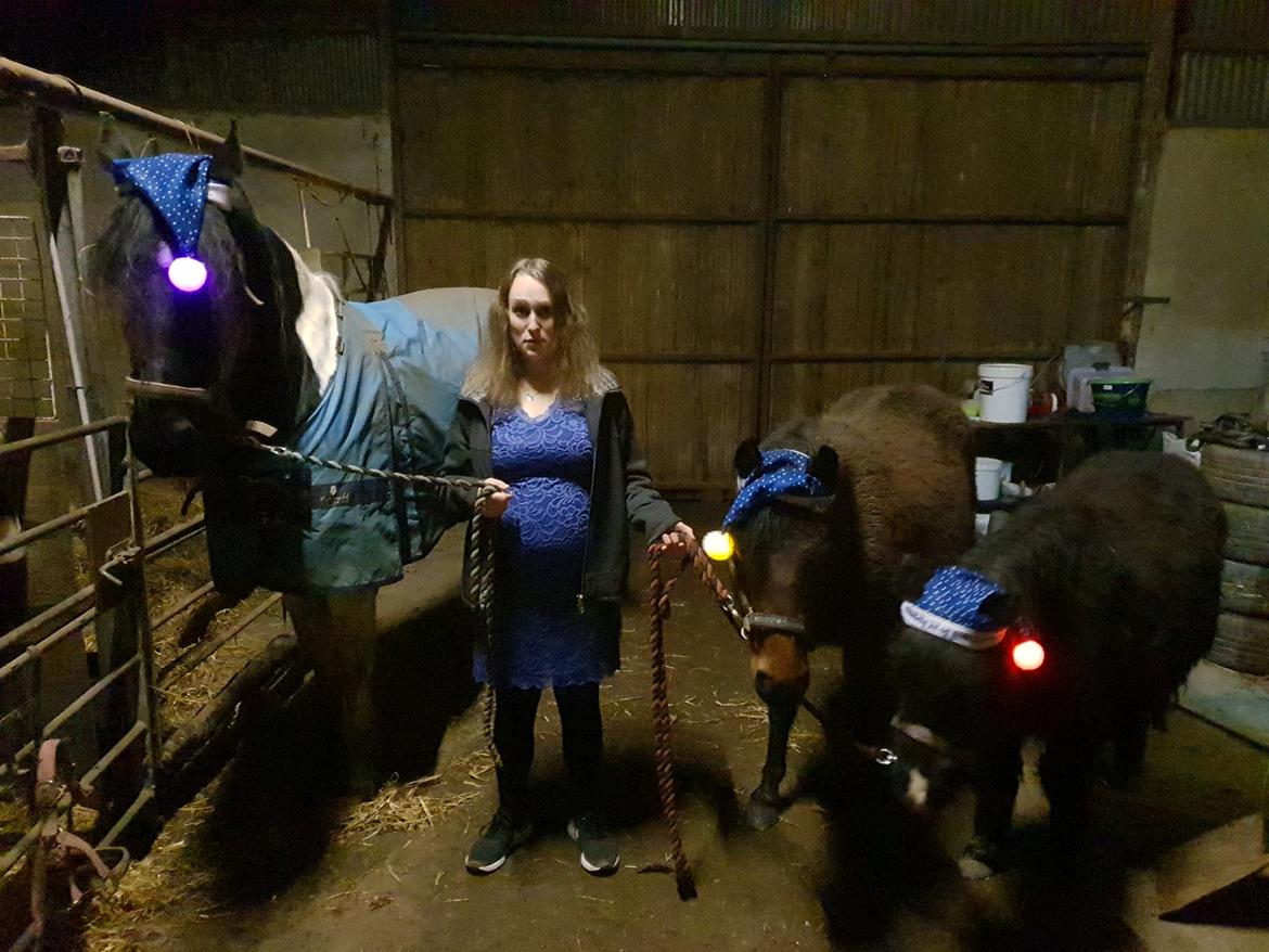 Barockpinto Jaques  billede 9