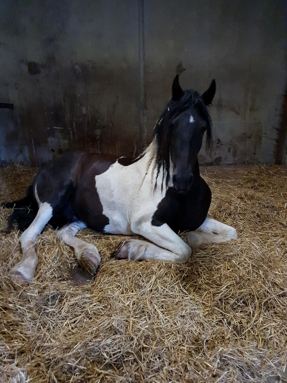 Barockpinto Jaques  billede 10