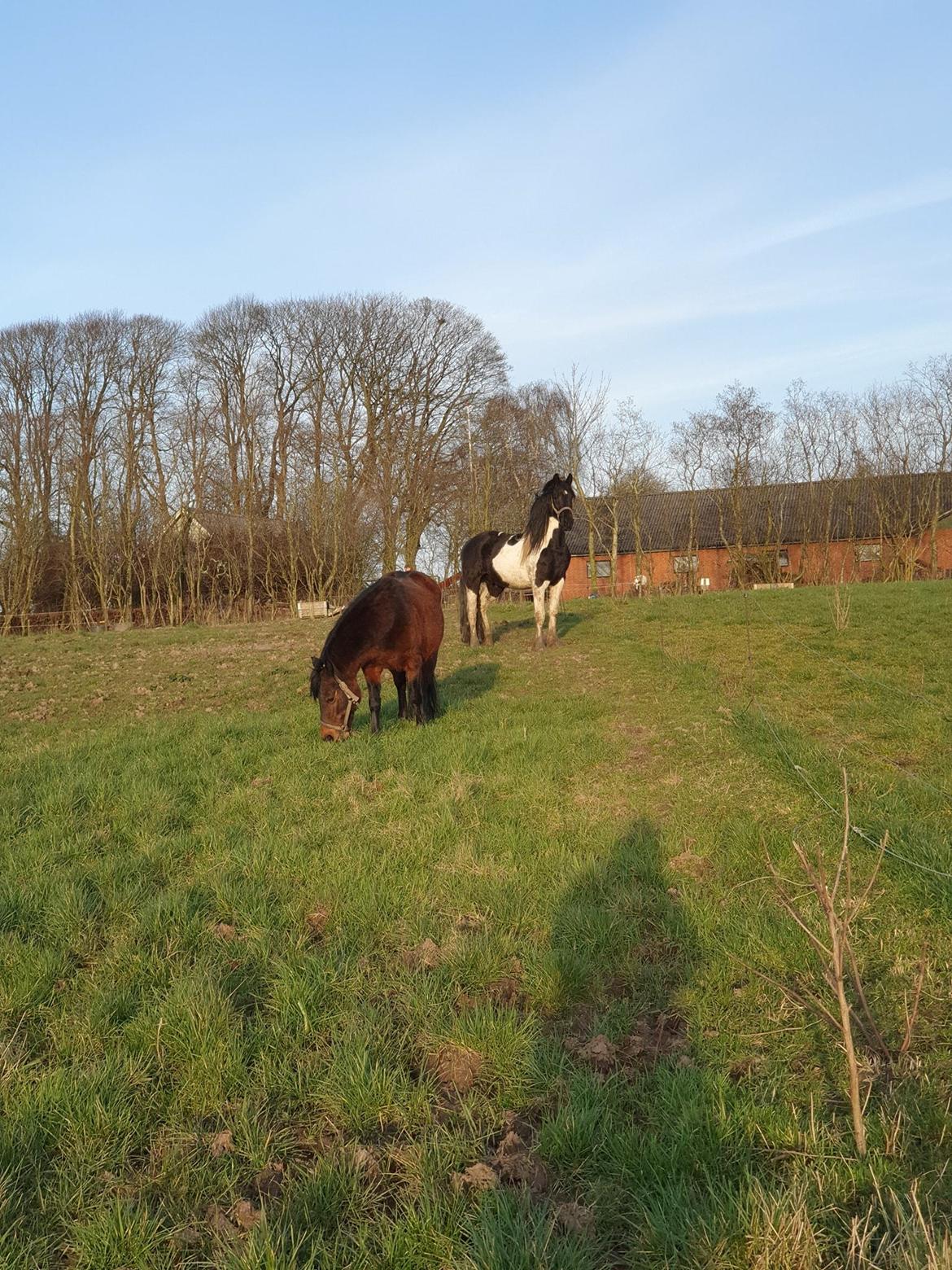 Barockpinto Jaques  billede 11