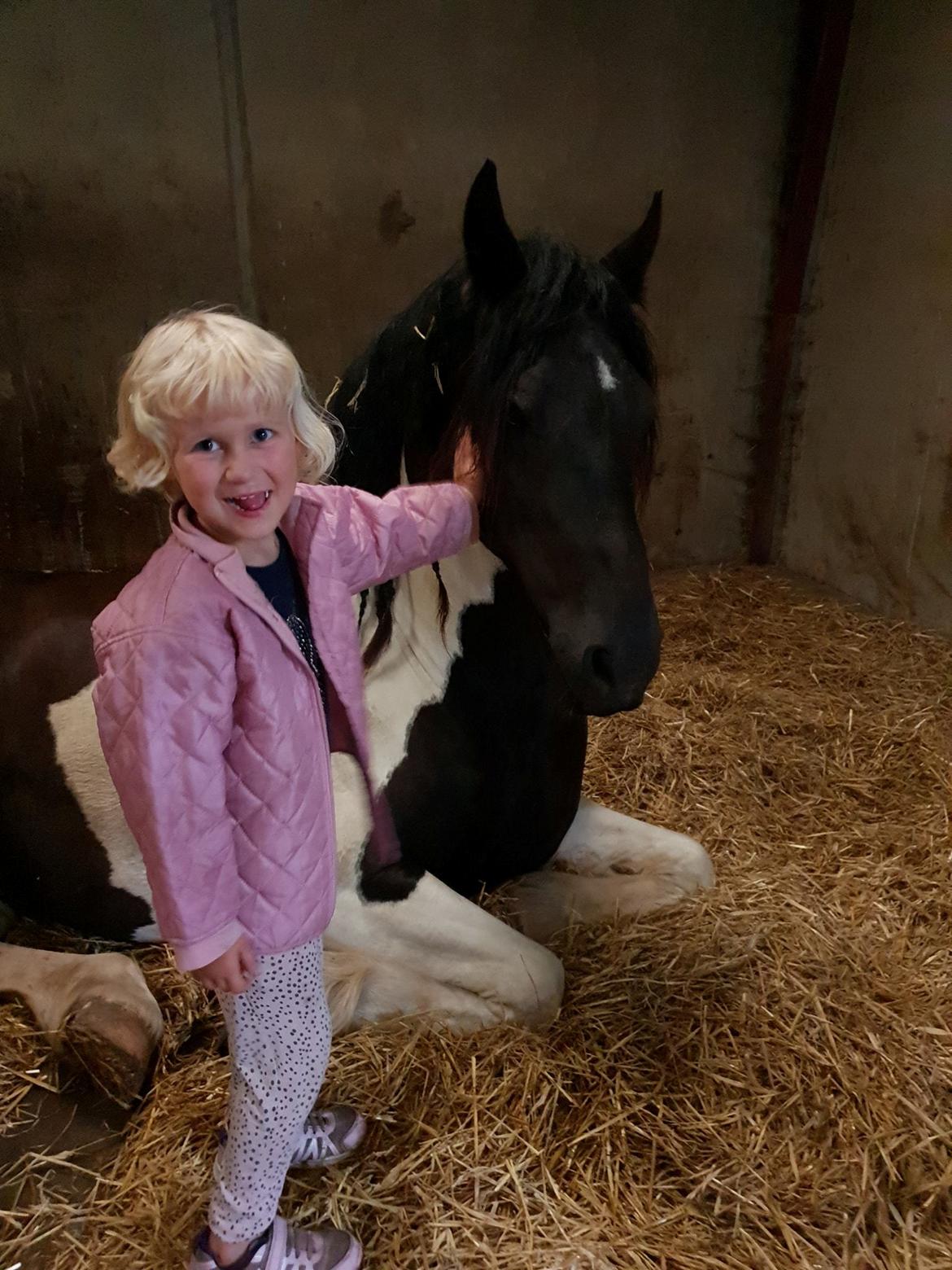 Barockpinto Jaques  billede 12