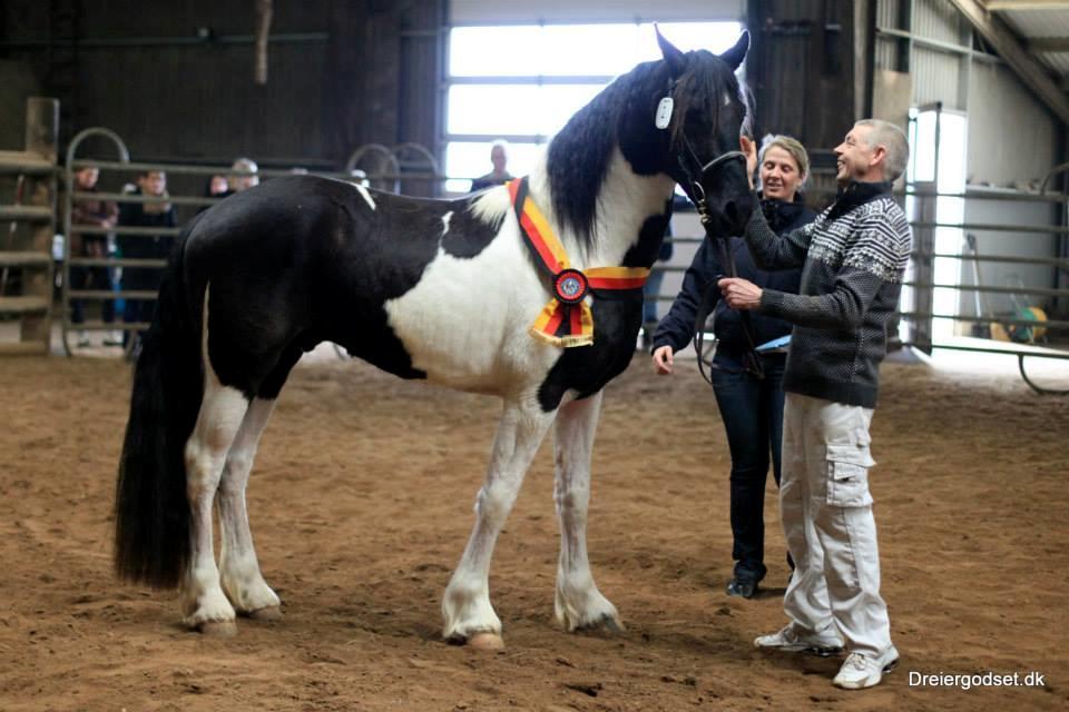 Barockpinto Jaques  billede 13