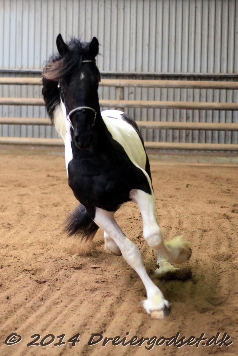 Barockpinto Jaques  billede 14