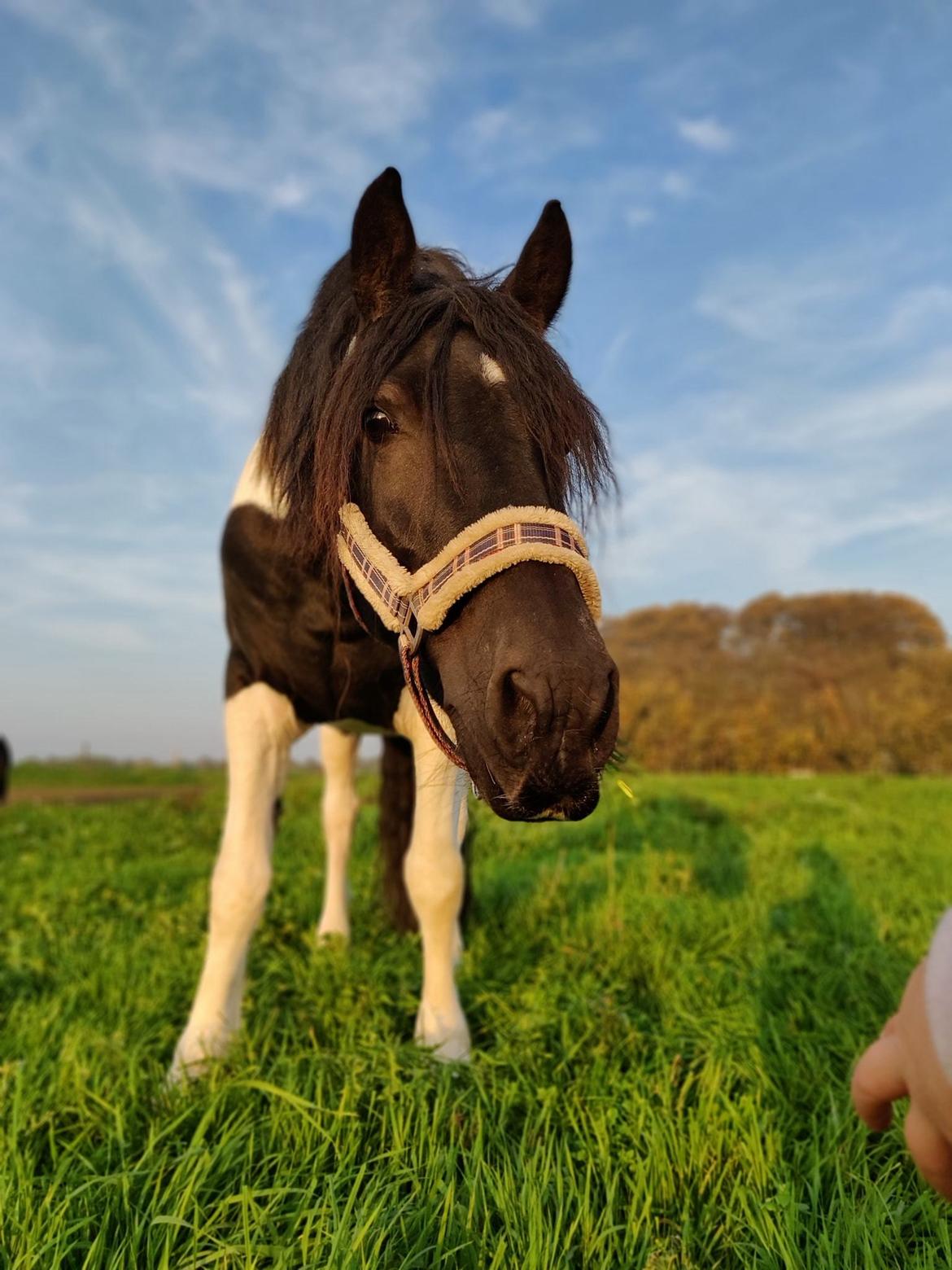 Barockpinto Jaques  billede 15