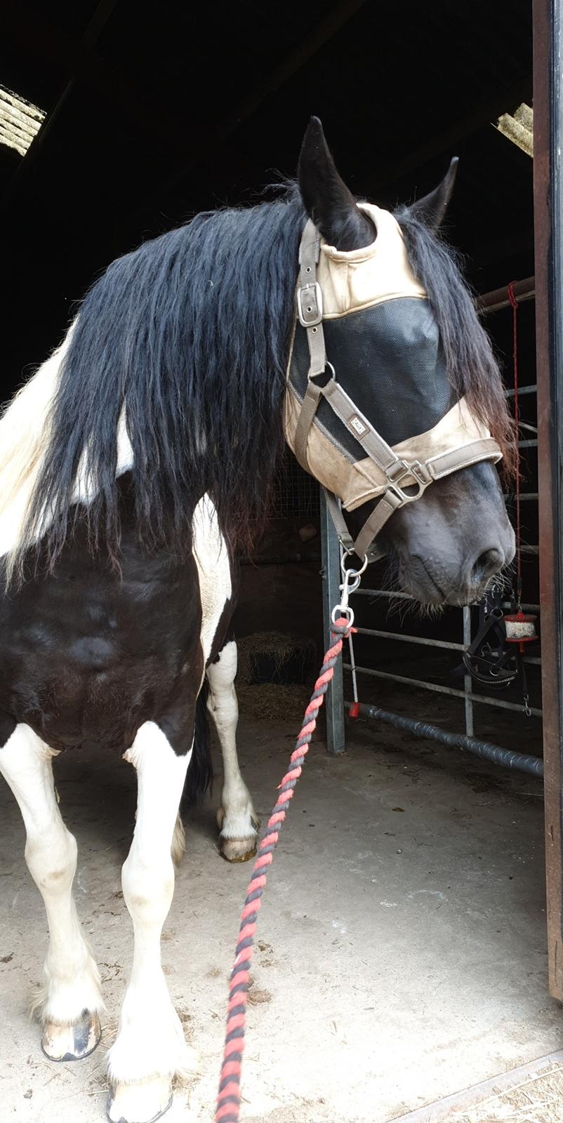 Barockpinto Jaques  billede 16