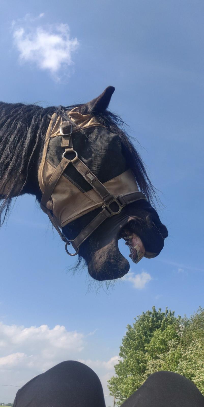 Barockpinto Jaques  billede 17