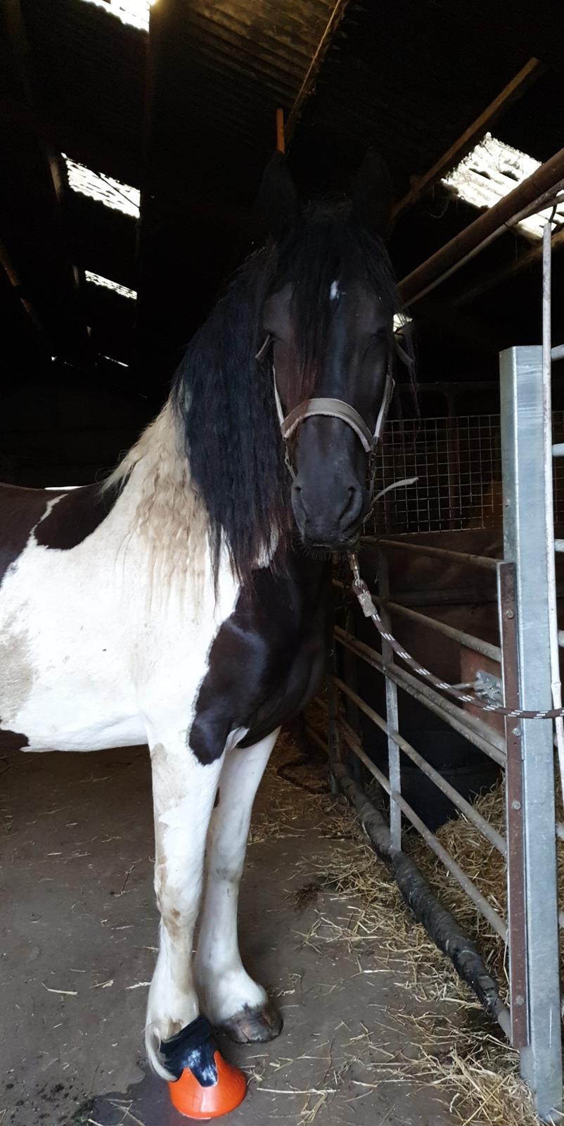 Barockpinto Jaques  billede 18