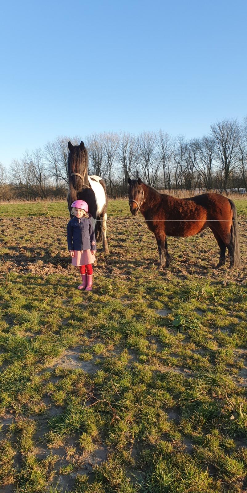 Barockpinto Jaques  billede 19