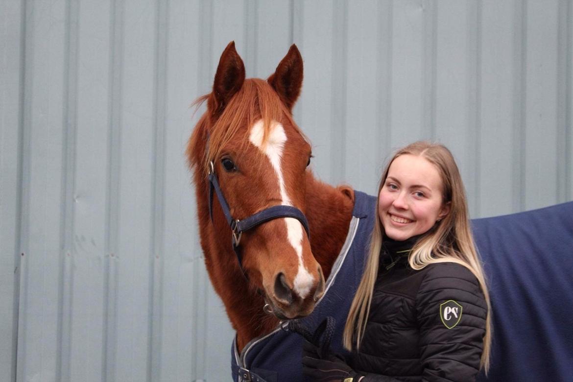 Trakehner Flamme billede 1