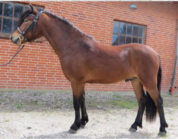 Dartmoor Fair Tornado HIMMELHEST billede 12