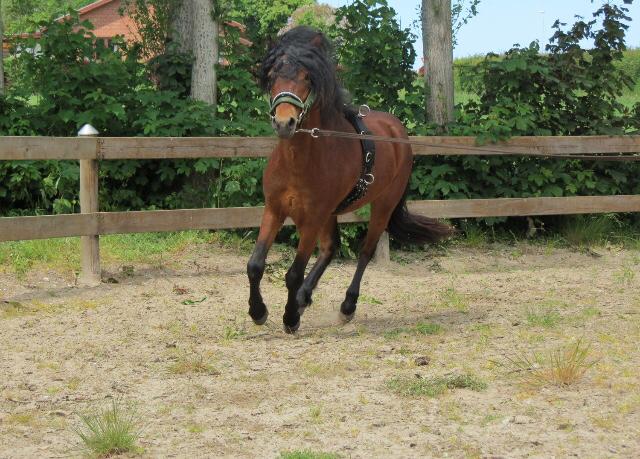 Dartmoor Fair Tornado HIMMELHEST billede 13