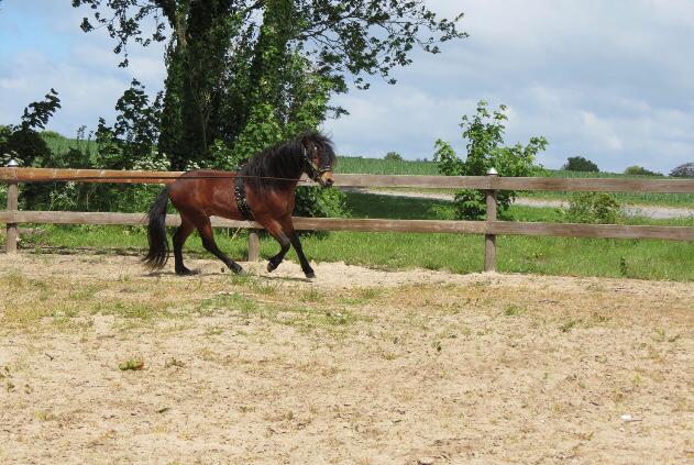 Dartmoor Fair Tornado HIMMELHEST billede 14