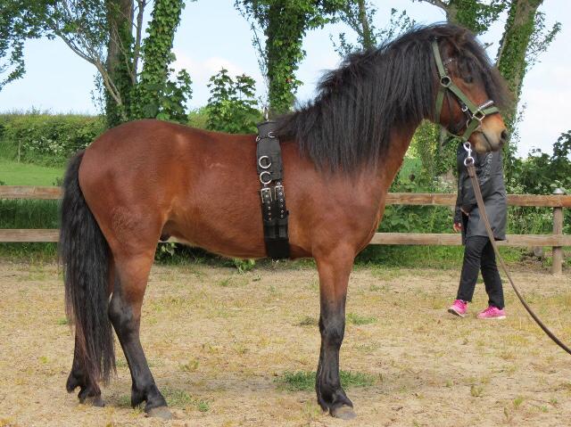 Dartmoor Fair Tornado HIMMELHEST billede 15