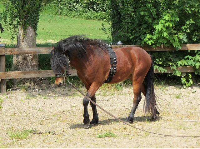 Dartmoor Fair Tornado HIMMELHEST billede 16