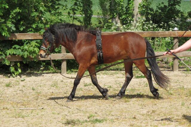 Dartmoor Fair Tornado HIMMELHEST billede 17