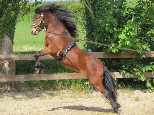 Dartmoor Fair Tornado HIMMELHEST billede 18