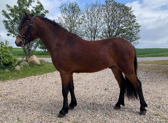 Dartmoor Fair Tornado HIMMELHEST billede 19