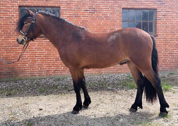 Dartmoor Fair Tornado HIMMELHEST billede 20