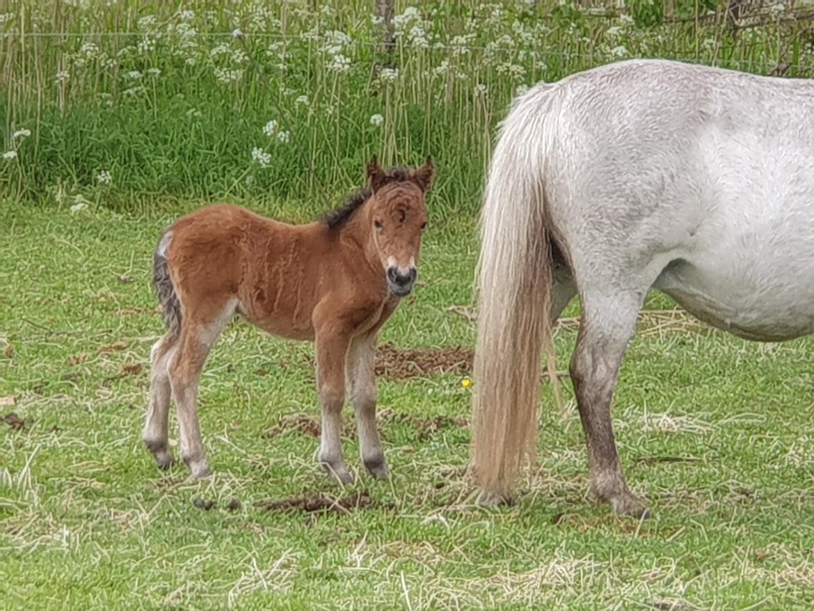 Anden særlig race Keldbækgårds Tinkerbell SOLGT billede 12