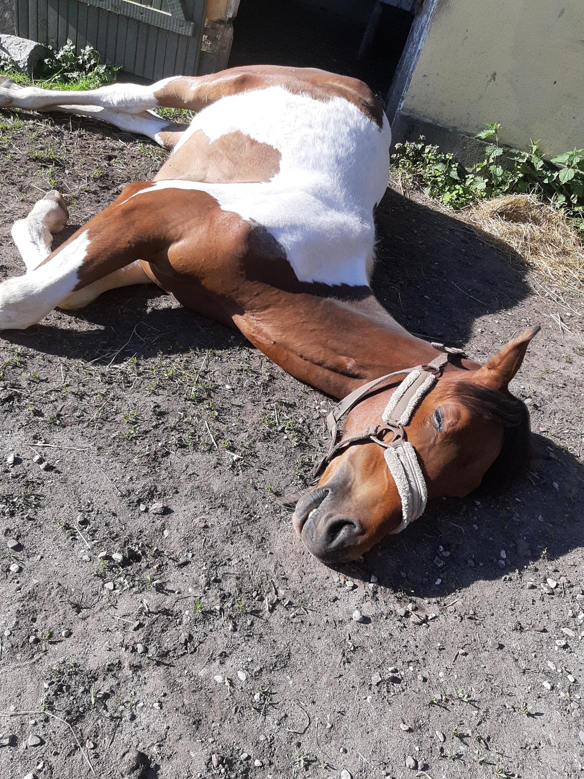 Pinto Løvegaardens Hidalgo billede 6