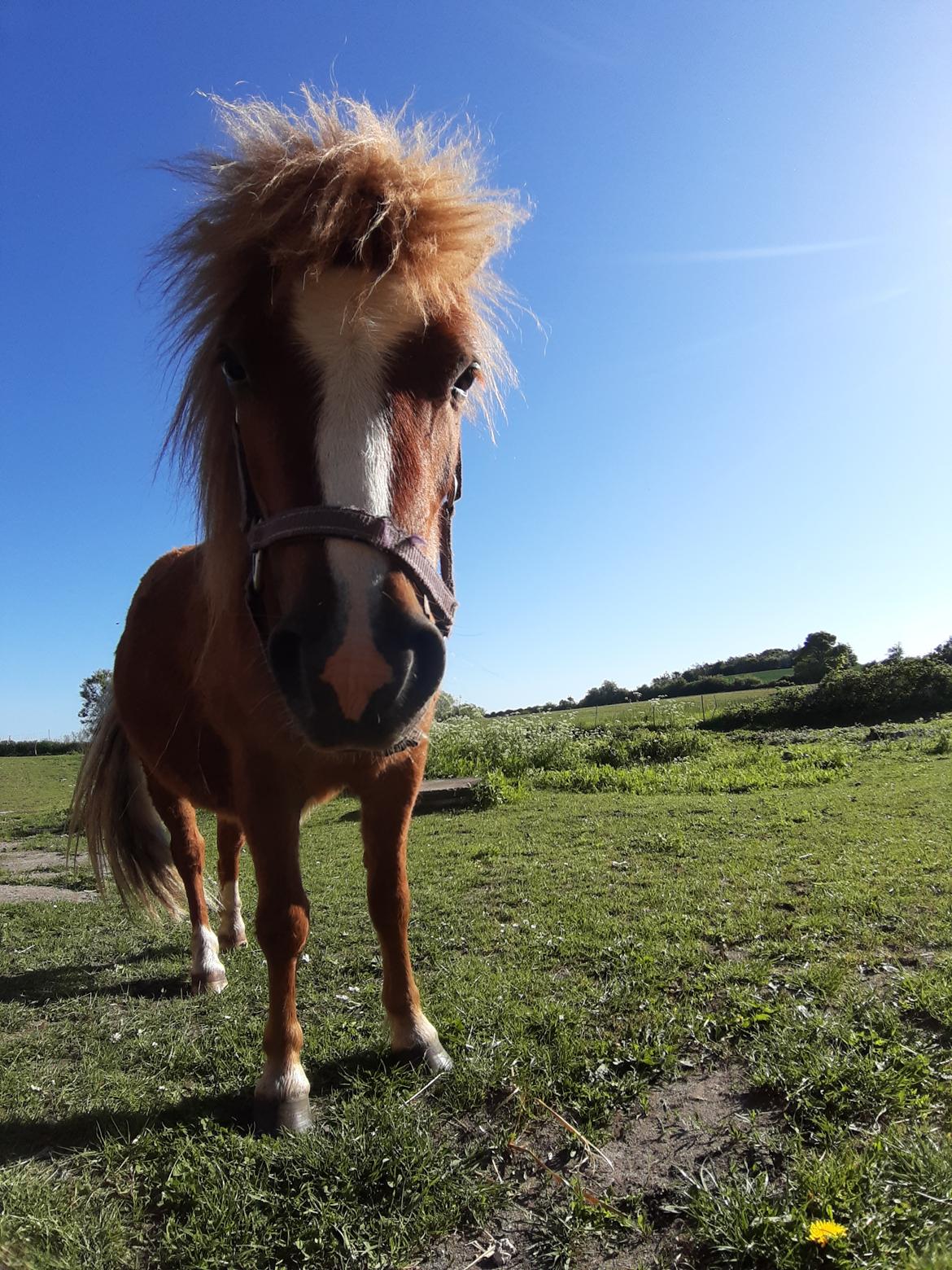 Shetlænder Bentley SOLGT billede 1