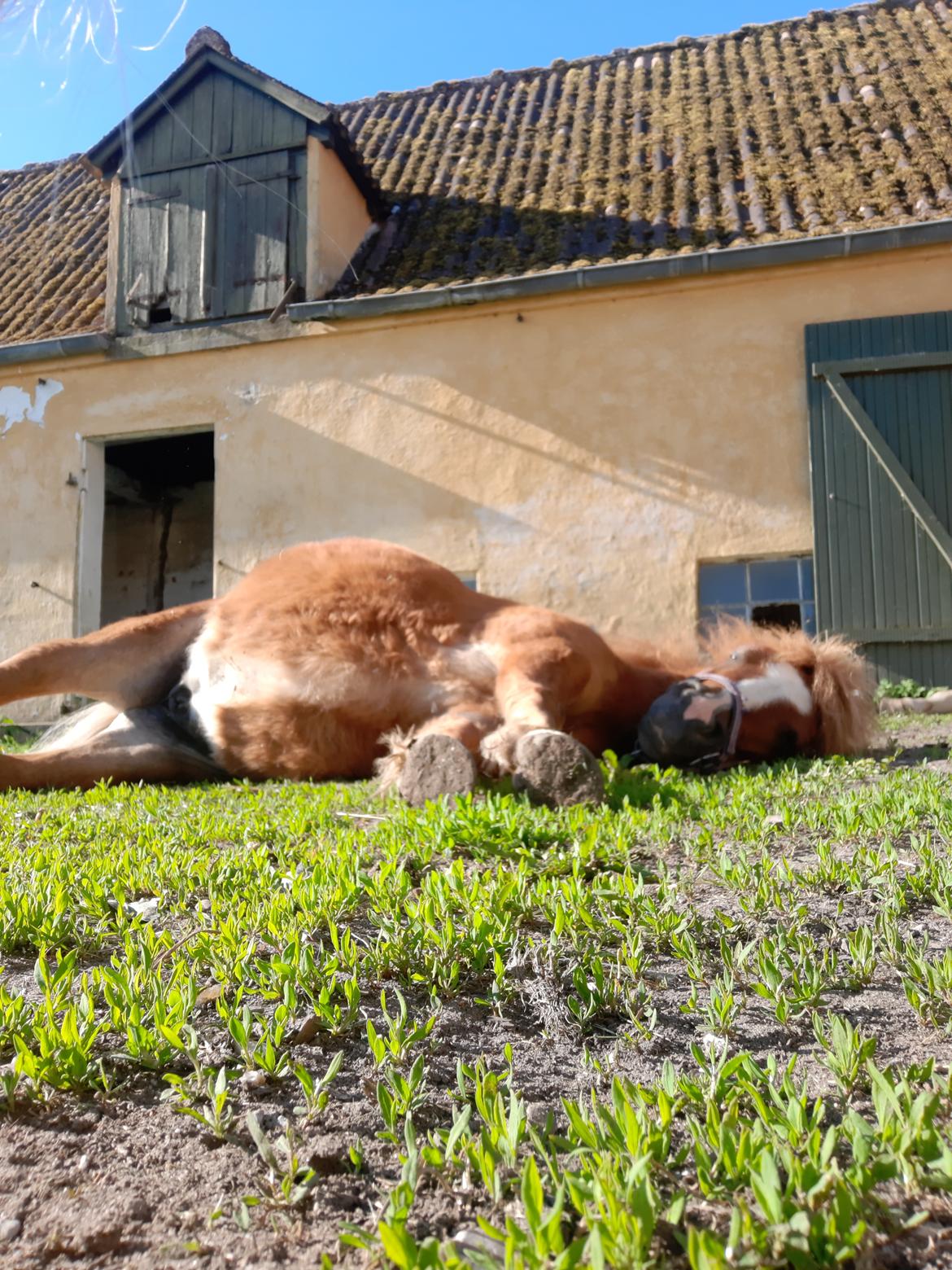 Shetlænder Bentley SOLGT billede 19