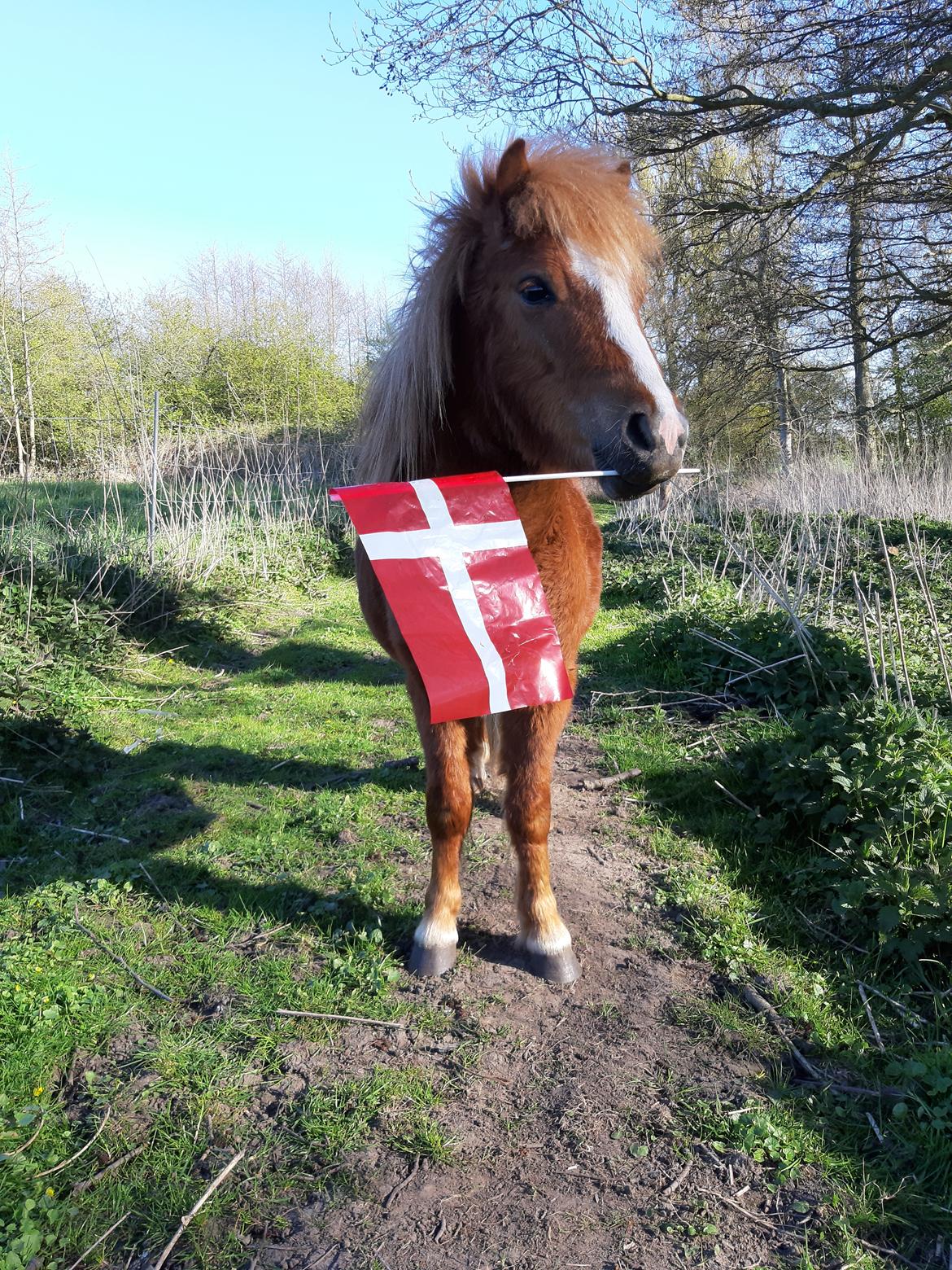 Shetlænder Bentley SOLGT billede 3