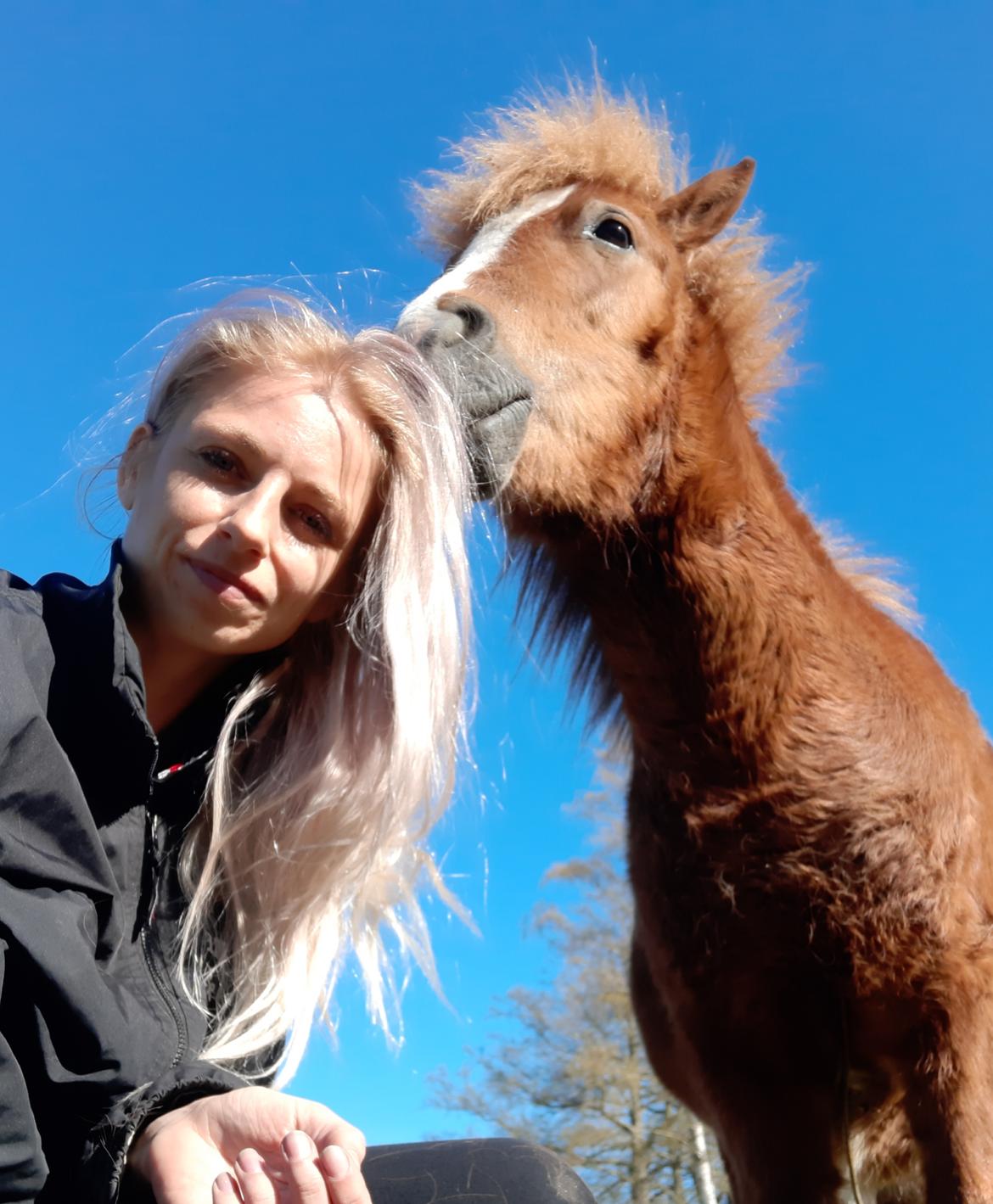 Shetlænder Bentley SOLGT billede 2