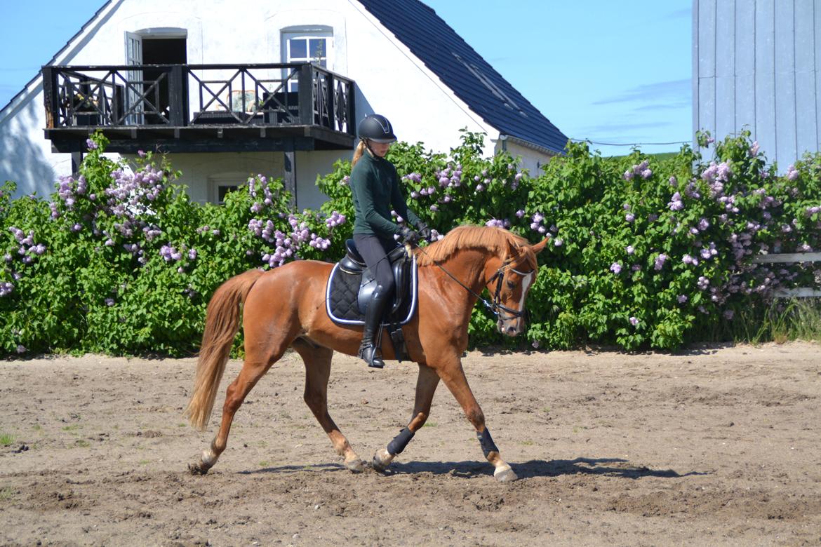 Dansk Varmblod Tovdal's D-Jay billede 7